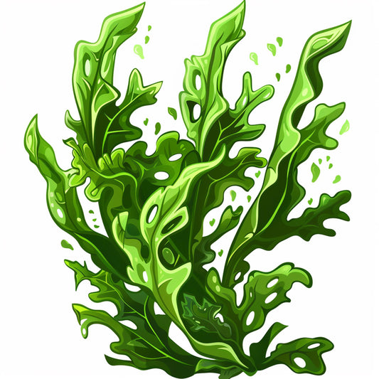 Kelp Side Effects