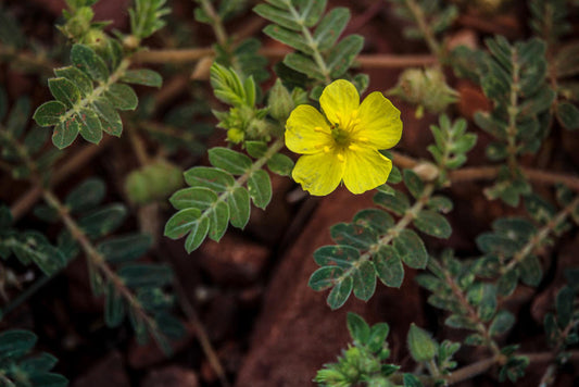 Tribulus Terrestris Side Effect: Overview, Uses, Precautions, Interactions, Dosing and Reviews
