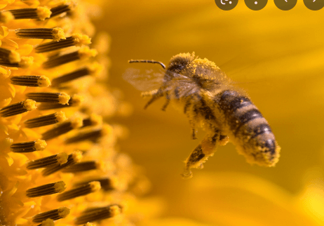 Benefits of Bee Pollen - Fitness Health