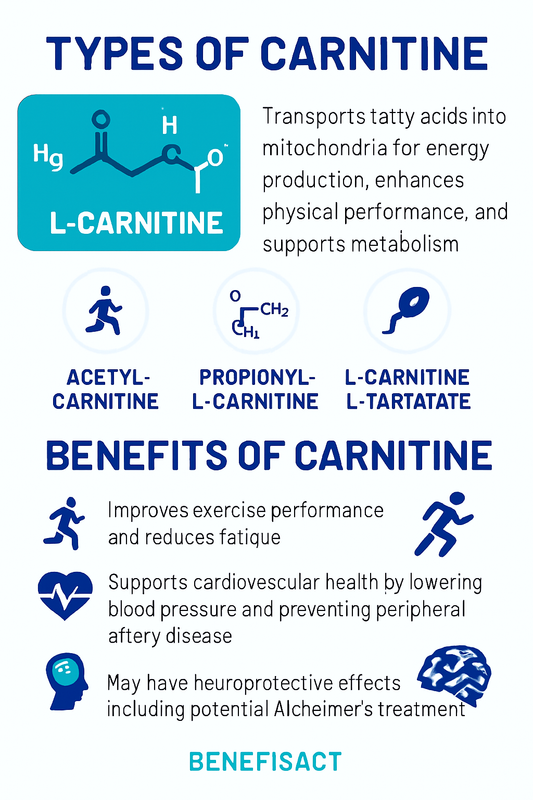 Understanding the Benefits and Uses of Carnitine in Health and Fitness