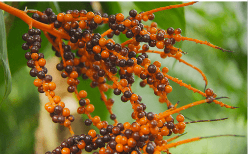 Saw Palmetto: The Ultimate Natural Supplement for Men's Health and Fitness Journey - Fitness Health
