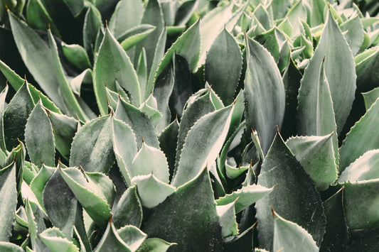 The 7 Benefits Of Intaking Aloe Vera Daily - Fitness Health