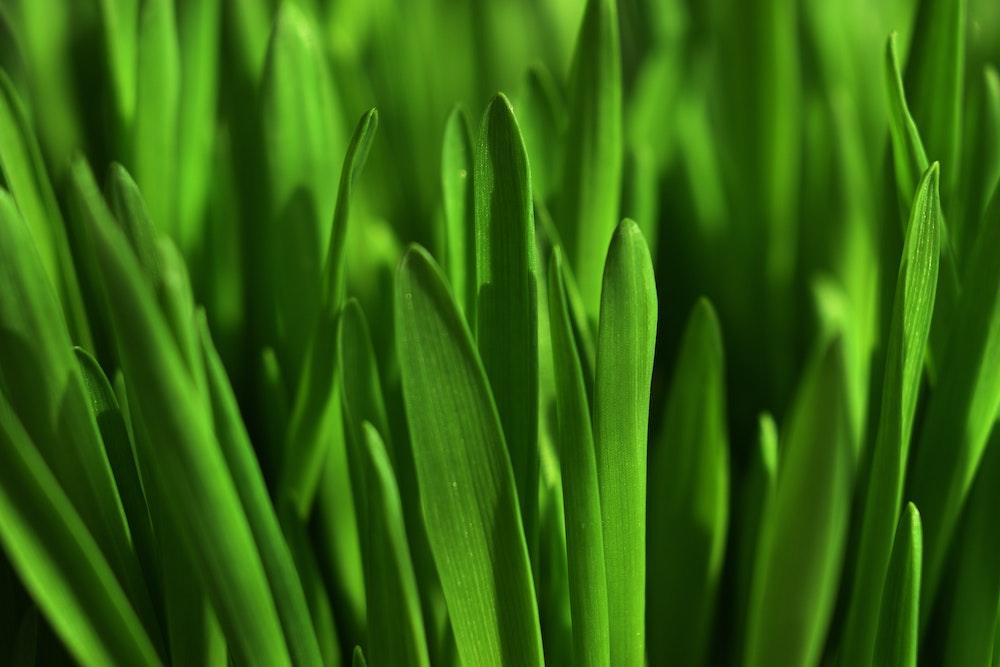 The Amazing benefits of Wheatgrass - Fitness Health