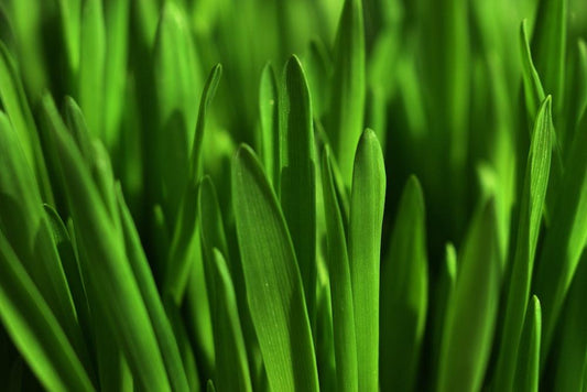 The Amazing benefits of Wheatgrass - Fitness Health