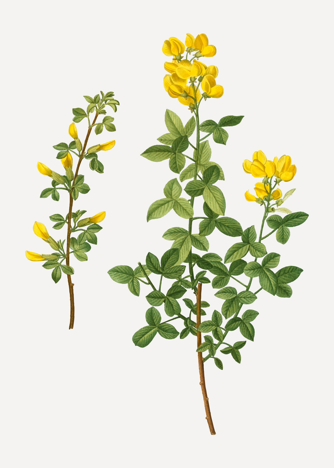 The Power of St. John's Wort: A Testimonial to Natural Wellness - Fitness Health