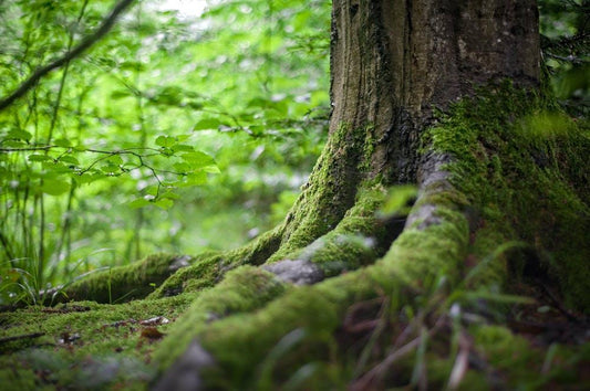 Why people use Korean Ginseng for health - Fitness Health