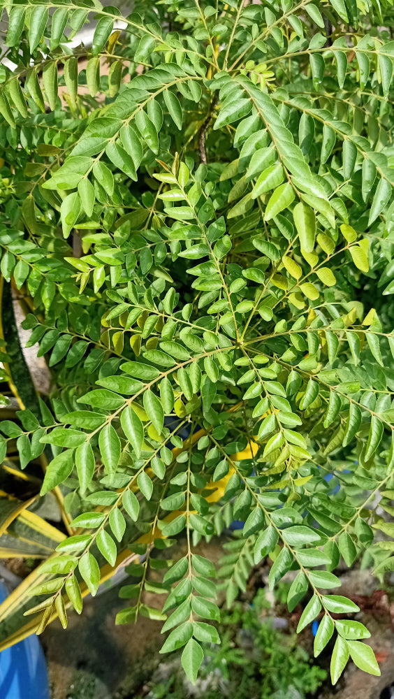 How to Boil Neem Leaves