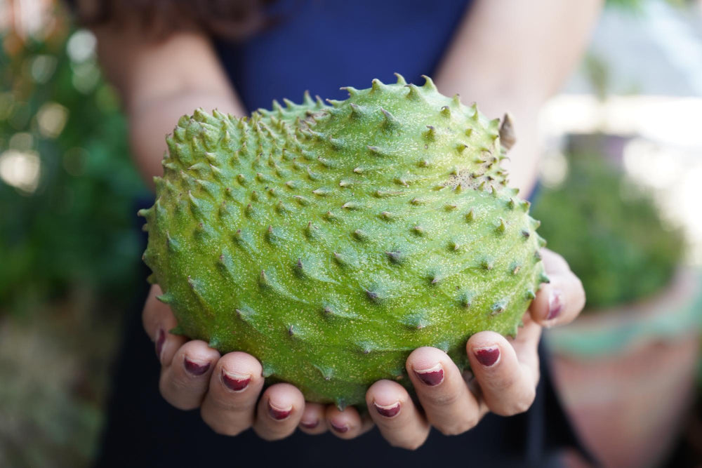 Soursop Fruit Benefits: What Is Soursop?