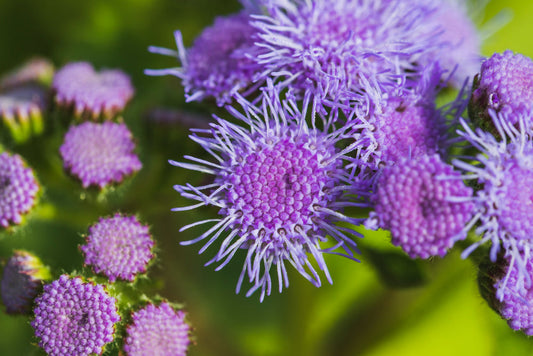 Milk Thistle for Gallbladder: 7 Science-Based Benefits