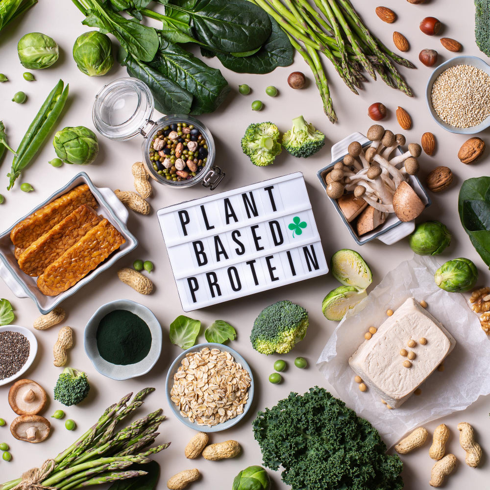 Base Sources The Top 10 Plant Based Protein Sources You Need to Know About – Fitness ...