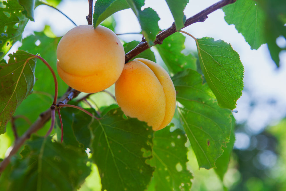 The Hidden Wisdom of Apricot Kernel Capsules: Four Decades of Holistic Experience