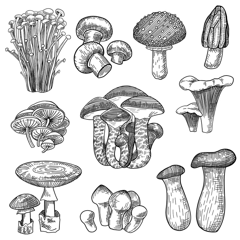 Adaptogenic Mushrooms Health and Benefits