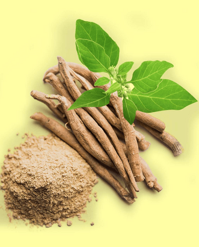 Ashwagandha Tablets: An Effective Solution for Stress, Anxiety, and More! - Fitness Health 
