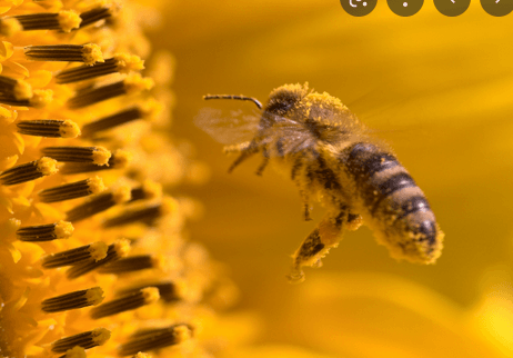Benefits of Bee Pollen - Fitness Health 