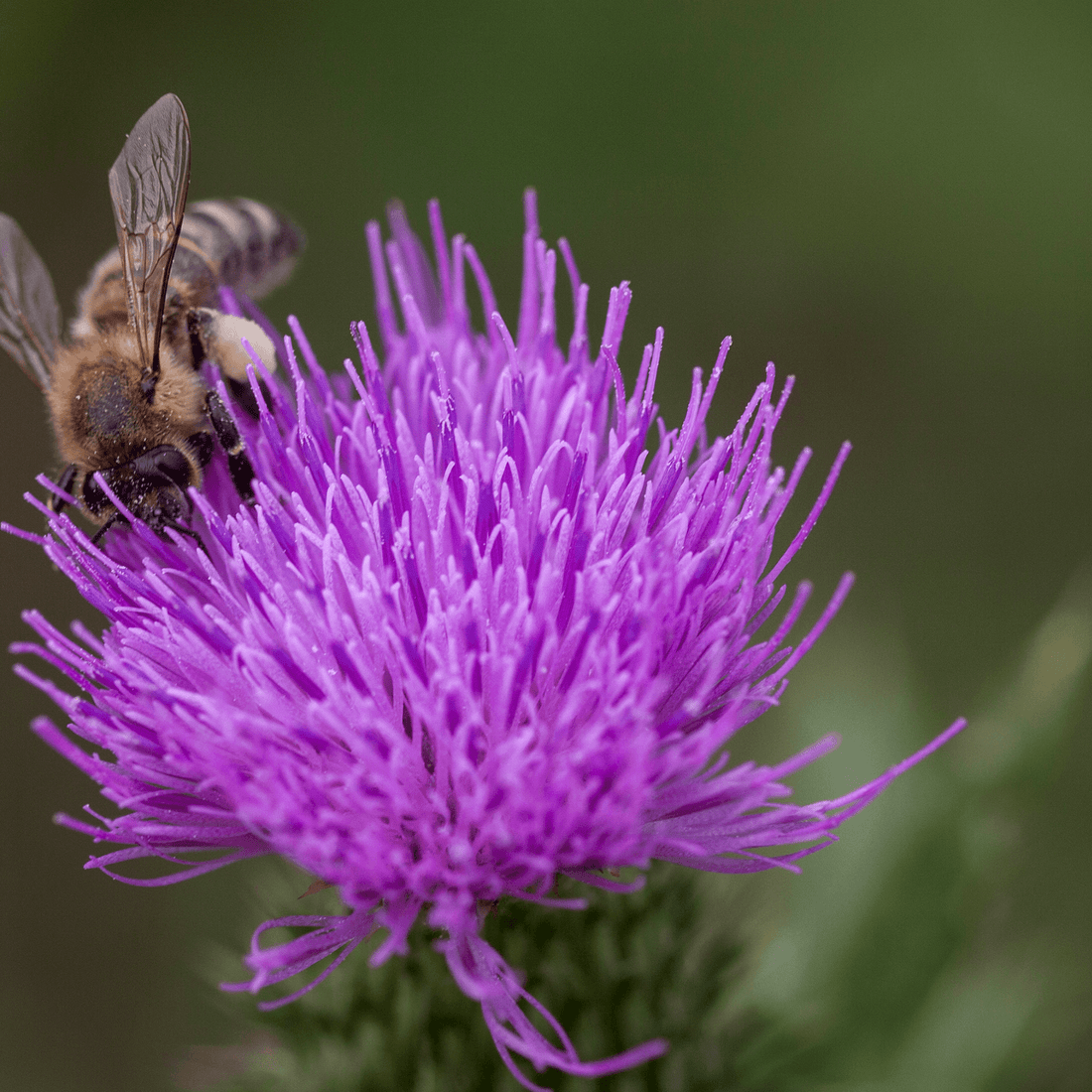 Benefits of Milk Thistle and How It Can Help Improve Liver Health - Fitness Health 