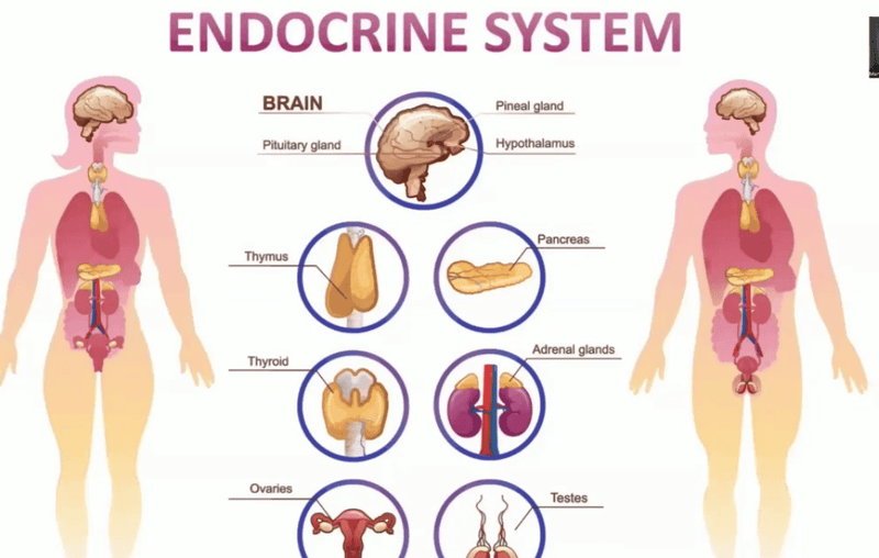 Cognitive Health and Older Adults - Fitness Health 