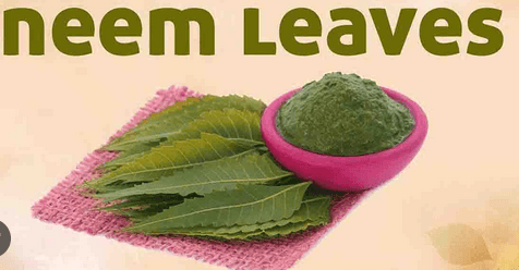 Drinking boiled neem leaves water benefits - Fitness Health 