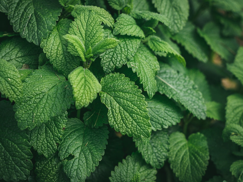 From Herb to Health: Unraveling the Hidden Benefits of Nettle Leaf Tablets for Fitness Enthusiasts - Fitness Health 