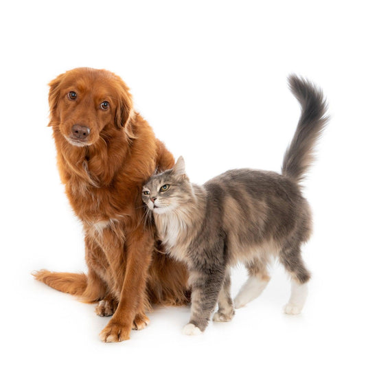 Obesity in Dogs and Cats - Fitness Health 
