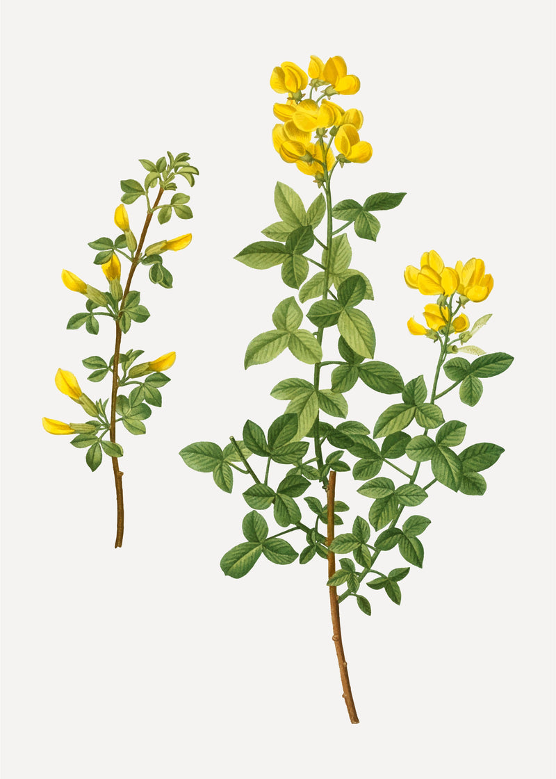 The Power of St. John's Wort: A Testimonial to Natural Wellness - Fitness Health 
